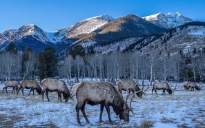 elk