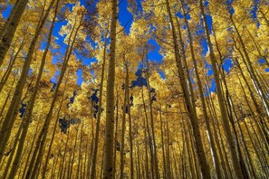 Aspen