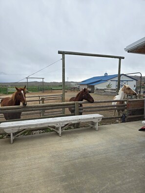 The horses are ready to give you a warm Wyoming welcome!