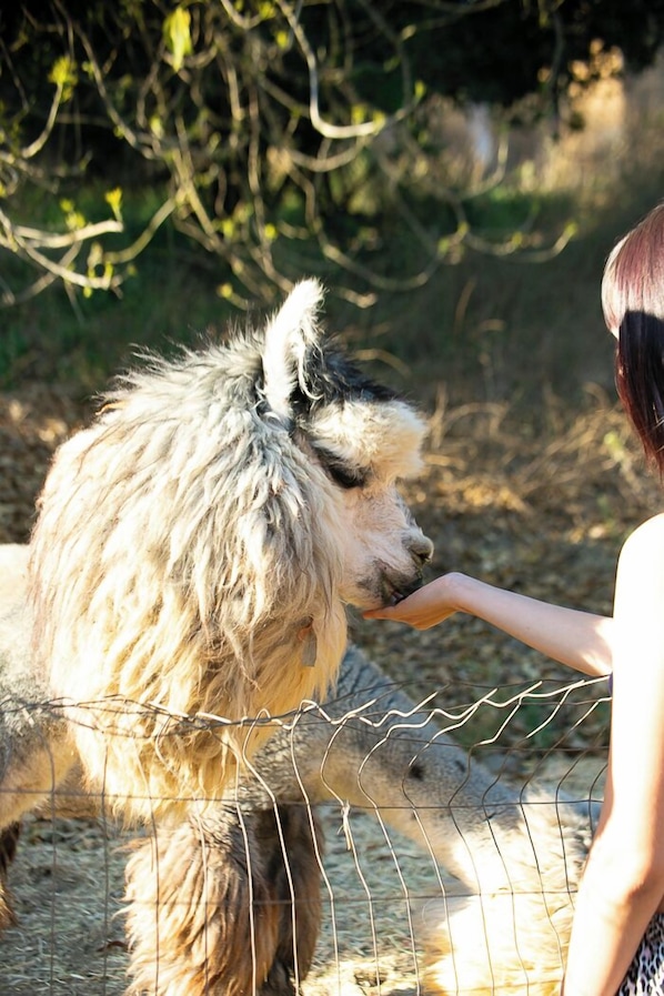 Meet our resident alpacas! They'll be hard to miss, as they share a fence line with this cottage.