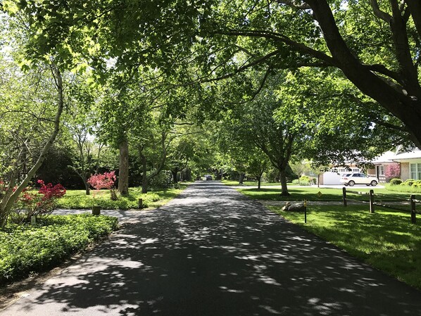 Tree lined street