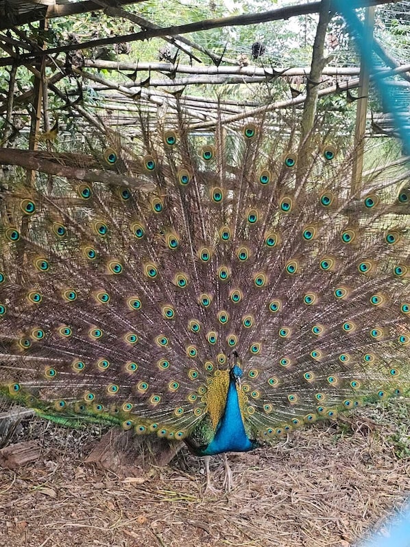 See this handsome peacock making an appearance