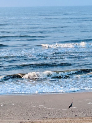 Morning view of beach & wildlife, from the deck. Best start to a beach day!