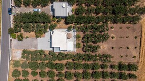 Olive grove