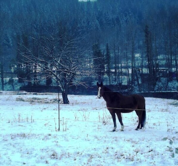 triskèl le cheval de la maison