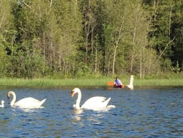 Boendeområde