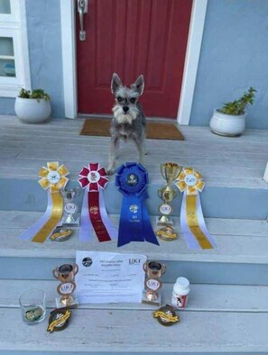 Award-winning hosting for pups :)