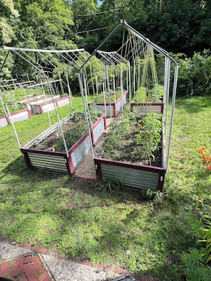 Raised bed for tomatoes