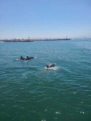 Dolphins