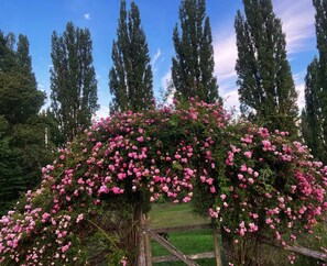 Rose arbor in the summer
