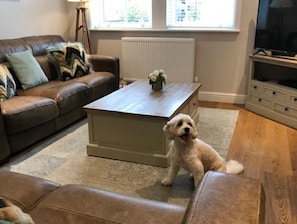 Dogs Welcome