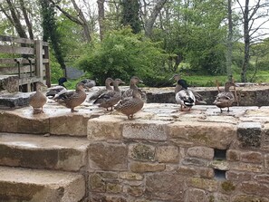 Canards semi sauvages pensionnaires du moulin