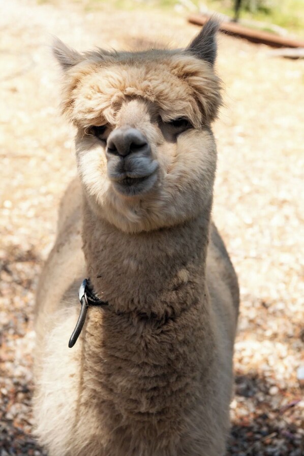 Harry the alpaca at Clear View Farm, Urban Farm Stay, Sydney Blue Mountains