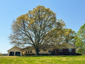 Large trees make great shade!