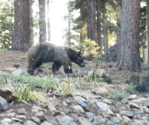 We have strict rules here to protect the property, our neighbors, and the wildlife. This bear strolled past our secret garden in July 2025.