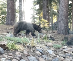 We have strict rules here to protect the property, our neighbors, and the wildlife. This bear strolled past our secret garden in July 2025.