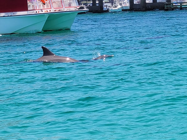 Dolphin Dolphins Everywhere