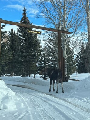 Moose at the entrance to the Lazy Willow
