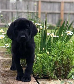 Wilf is now a teenager dog - and a firm favourite of our returning guests!