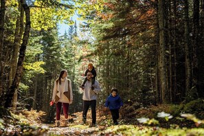 Step into adventures on scenic forest trails!