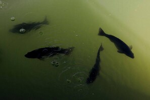 Our resident fish swim happily below the restaurant deck waiting to be fed