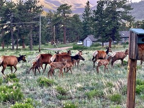 Elk moms and their calves passing by the deck.