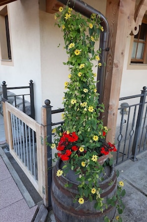 Fleur, Plante, Bâtiment, Bois, Porte, Clôture, Fenêtre, Maison, Pétale