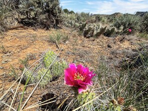Beautiful Desert Views