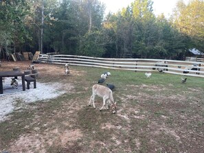 Property grounds