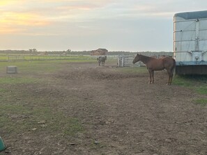 Working ranch