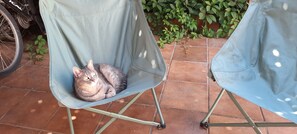 Pet-friendly