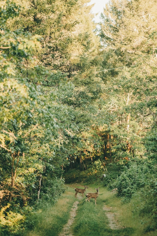 Deer passing through after a drink from the creek.