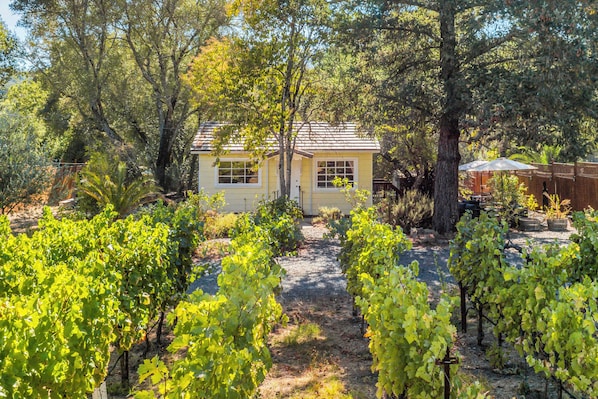 Welcome to Grapevine Cottage!