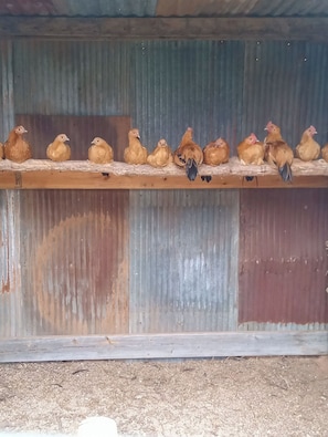 Chickens roosting