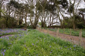 Bluebells
