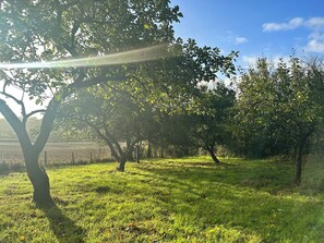 Early morning in orchard