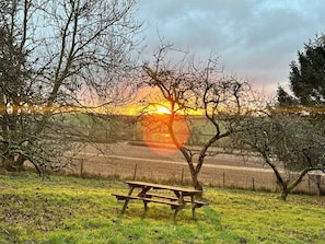 Sunrise over orchard