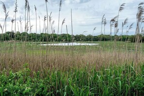 Beautiful Marsh Views Across the Street