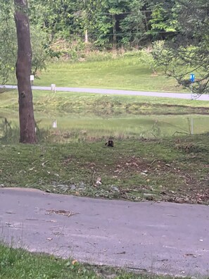 Fishing pond directly across the street you can see from the deck