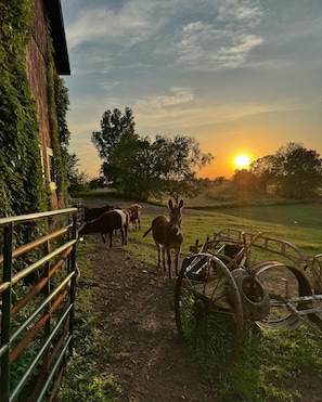 Meet Homer, the resident protector of the herd.