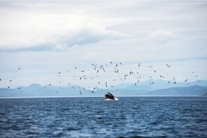 Humpback right outfront!