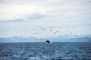 Humpback in front of house