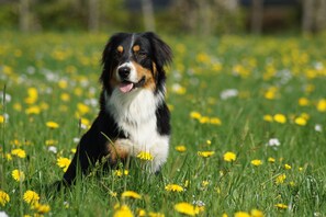 Pet-friendly