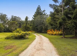 Driveway heading towards the house.