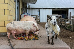 Animal Rescue On-Site