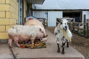 Animal Rescue On-Site