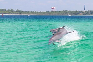 Dolphin Cruises 