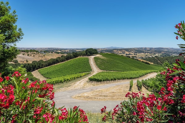 Gorgeous hill top vineyard views from the Copia Guest House