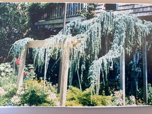 Our prize blue atlas cedar