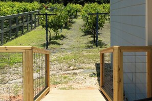 Vineyard